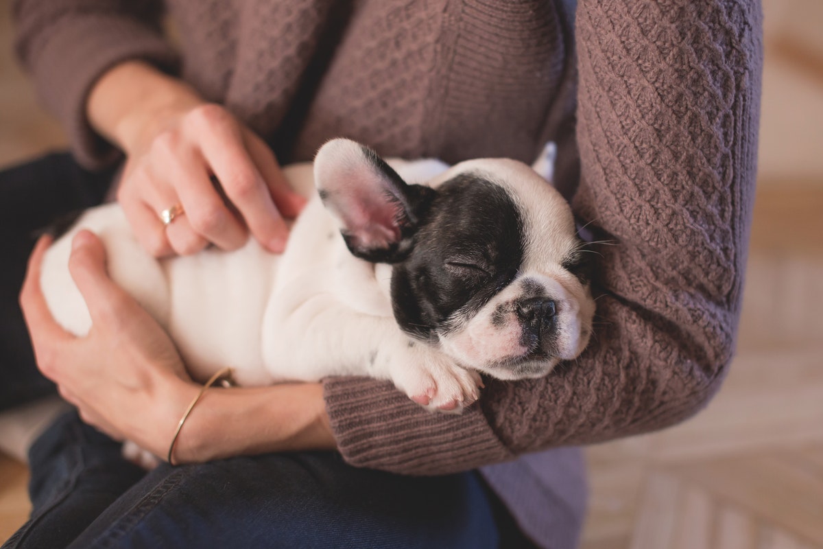 Six Ways to Make Apartment Life Easier With Your Dog